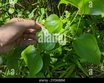 Roundleaf greenbrier (Smilax rotundifolia) Stockfoto