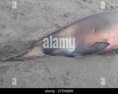 Grauer Schnabelwal (Mesoplodon gryi) Stockfoto