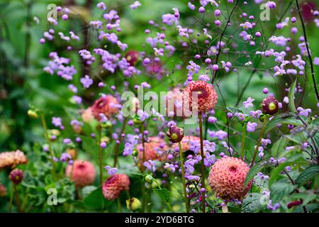 Dahlia Burlesca, thalictrum splendide, Dahlia und thalictrum, Dahlien, Kugel Dahlien, Orange, Korallen, Korallenrosa, Blume, Blumen, blühend, mehrjährig, mehrjährig, g Stockfoto