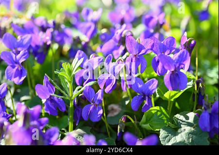 Schöner Frühling kleine lila Blume-Pflanze Violka duftend - Violka. Frühlingszeit in der Natur. (Viola odorata) Stockfoto