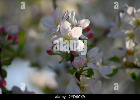 Ein wunderschön blühender Obstbaum - ein Apfelbaum. Weiße Blüten in der Natur und im Frühling. Hintergrund für Mai. Stockfoto