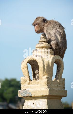 Langschwanzmakaken nannten den Krabbenfressenden Makaken als Gargoyle, der auf einer Zaundekoration vor Phra Prang Sam Yod, Lopburi Thailand, sitzt Stockfoto