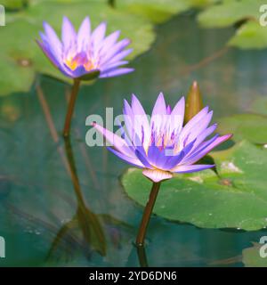 Sommersee mit leuchtend violetten Seerosenblüten auf blauem Wasser Stockfoto