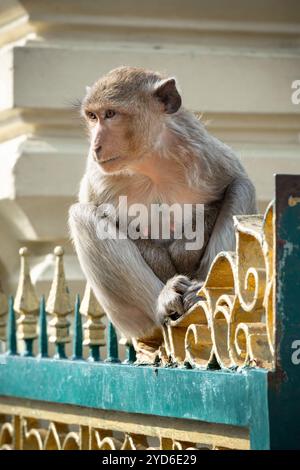 Langschwanzmakaken genannt das Krabbenfressende Makaken-Weibchen, das auf einem Zaun vor Phra Prang Sam Yod, Lopburi Thailand, sitzt Stockfoto