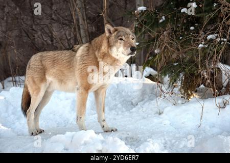 Grauwolf (Canis Lupus) Porträt Gefangener Tiere im Schnee Stockfoto