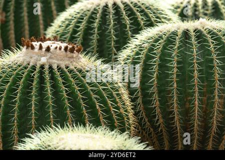 Close up Golden Fass Kakteen auch bekannt als goldene Kugel oder Schwiegermutter Kissen Echinocactus grusonii anagoria im Botanischen Stockfoto