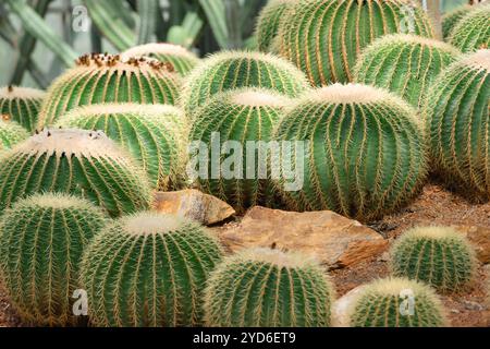 Viele goldene Fasskakteen werden auch als goldener Ball oder Schwiegermutter-Kissen Echinocactus grusonii anagoria im Botanical bezeichnet Stockfoto