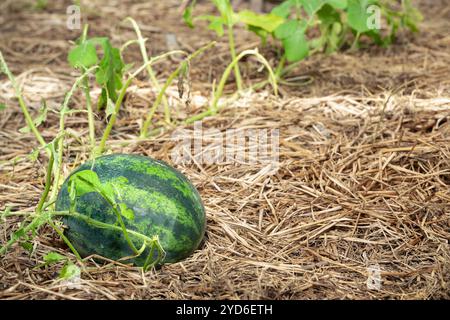 Landwirtschaft Wassermelonenpflanzen, die auf dem Feld der großen Frucht-Sommer-Wassermelone wachsen Stockfoto