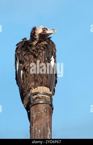 Ein bösartiger Geier als großer Greifvogel, schwarzer Geier, Mönchsgeier sitzt auf dem Stumpf Stockfoto