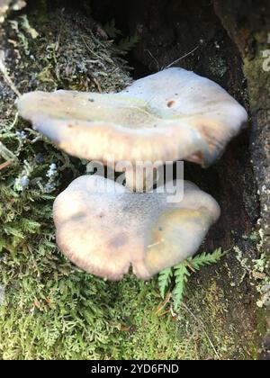 Austral-Honigpilz (Armillaria novae-zelandiae) Stockfoto