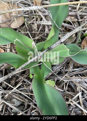 Wellige Seifenpflanze (Chlorogalum pomeridianum) Stockfoto