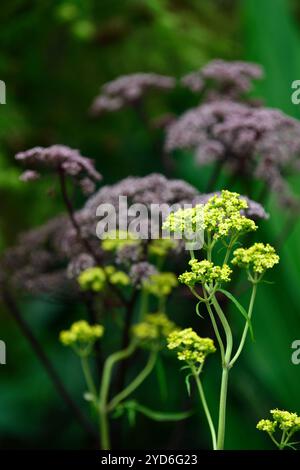 Patrinia scabiosifolia, goldene Spitze Patrinia, gelbe Blumen, gelbe Dolden, östlicher Baldrian, gelbes Blumenspray, Blumensprays, RM Floral Stockfoto