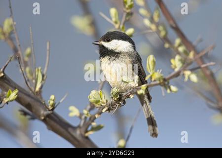 Nahaufnahme von schwarzem Kicherlein. Stockfoto