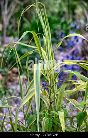 Miscanthus sinensis Variegatus, Japanisches Silbergras, großes Ziergras, verschiedenartiges Gras, verschiedenartiges Gras, längs weiße und grüne Streifen Stockfoto