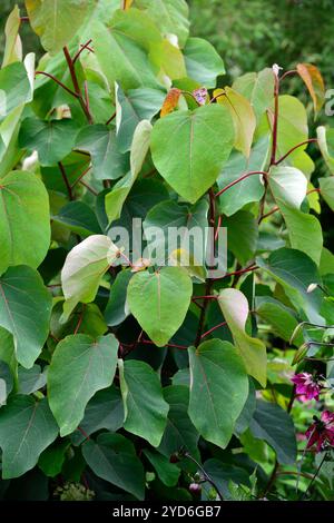 Populus glauca, Baum, Blätter, Laub, pollard, bestockt, Coppice, Coppiced, Baum, Bäume, Strauch, Sträucher, geeignet für Bestäubung, abgerundete weinrote junge Blätter, RM Stockfoto