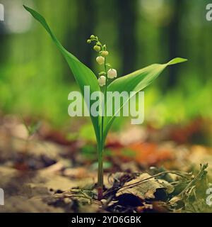 Frühlingsgrüner Hintergrund mit der Natur im Wald. Schöne kleine weiße Pflanze - Blume - Maiglöckchen. (Convallaria majal Stockfoto