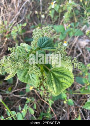Westindische Holznessel (Laportea aestuans) Stockfoto