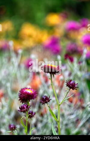 Xerochrysum bracteatum, Bracteantha bracteata, Helichrysum bracteatum Dragon Fire, Strawflower, ewige Blume, Papiergäntel, Blumen, Blüten, orange f Stockfoto