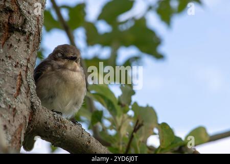 Wunderschöner Spatzen sitzt auf einem Ast und schläft Stockfoto