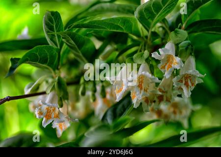 Dipelta yunnanensis, Yunnan Geißblatt, Boxleaf Geißblatt, Laubstrauch, Laubsträucher, weiße trichterförmige Blüten, orange Flush, blühender Sträucher Stockfoto