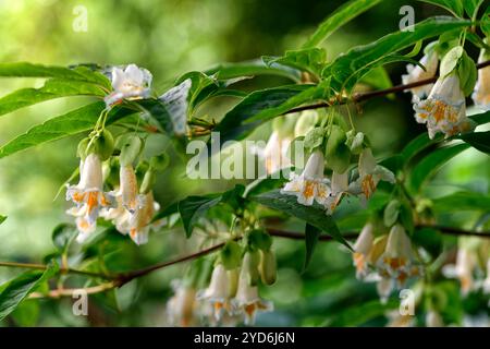 Dipelta yunnanensis, Yunnan Geißblatt, Boxleaf Geißblatt, Laubstrauch, Laubsträucher, weiße trichterförmige Blüten, orange Flush, blühender Sträucher Stockfoto