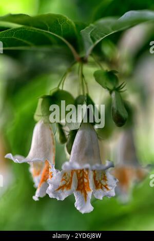 Dipelta yunnanensis, Yunnan Geißblatt, Boxleaf Geißblatt, Laubstrauch, Laubsträucher, weiße trichterförmige Blüten, orange Flush, blühender Sträucher Stockfoto