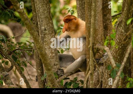 Männlicher Proboscis-Affe, Nasalis Larvatus, sitzt in einem Baum. Borneo Stockfoto