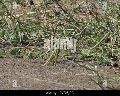 Violette Buschbohne (Macroptilium atropurpureum) Stockfoto