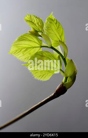 Lindenblattknospe, die auftaucht und sich öffnet Stockfoto