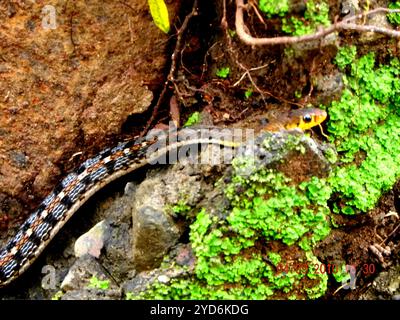 Buff gestreifter Rückspiegel (Amphiesma stolatum) Stockfoto