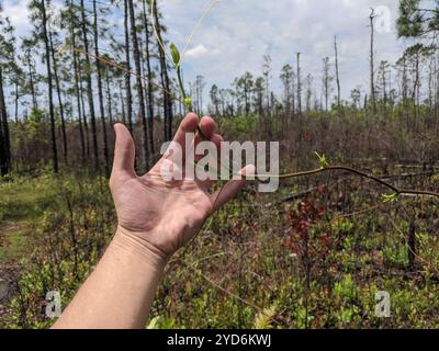 lorbeerblatt greenbrier (Smilax laurifolia) Stockfoto