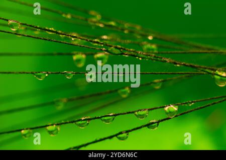 Dieses Makrofoto erfasst Wassertropfen, die an dünnen Strängen haften, vor einem leuchtend grünen Hintergrund. Stockfoto