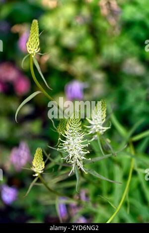 Phyteuma spicatum, Stachelhörner rampion, stachelrampion, Syn Phyteuma pyrenaicum, weiße Panice, weiße Blumenkranike, weiße Blüten, Blüte, RM Floral Stockfoto