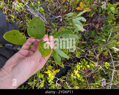 lorbeerblatt greenbrier (Smilax laurifolia) Stockfoto