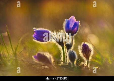 Frühlingshintergrund mit Blume. Wunderschöne Natur bei Sonnenuntergang im Frühling. Pasque Blume (Pulsatilla grandis) Stockfoto