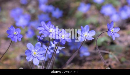 Hellblaue Anemone hepatica oder Common hepatica oder hepatica nobilis in ihrer natürlichen Umgebung Stockfoto