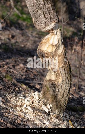 Ein eifriger Biber biss mehr ab, als er kauen konnte, als er versuchte, diesen Baum zu Fall zu bringen, den er aufgegeben hatte, bevor er die Aufgabe erfüllte Stockfoto