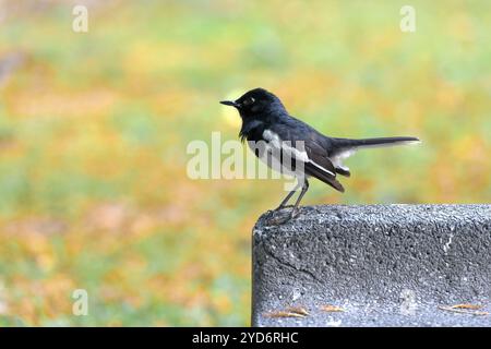 Wunderschöner männlicher orientalischer Elster-robin Copsychus saularis, der auf der Steinbank ruht Stockfoto