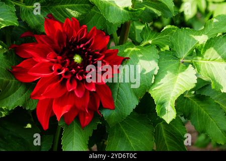 Schmuck Dahlia, Spartacus Stockfoto