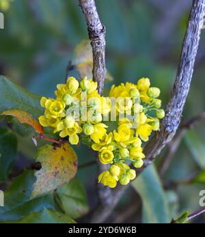 Ein Nahfoto von wilden gelben Buchweizenblüten in der Nähe von Leavenworth, Washington. Stockfoto