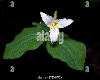 Weiße Trilliumblume und dunkler Hintergrund. Stockfoto