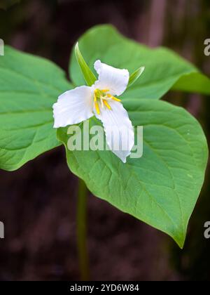 Weiße Trilliumblume auf Waldboden. Stockfoto