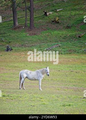 Weißes Pferd, das auf dem Feld steht. Stockfoto