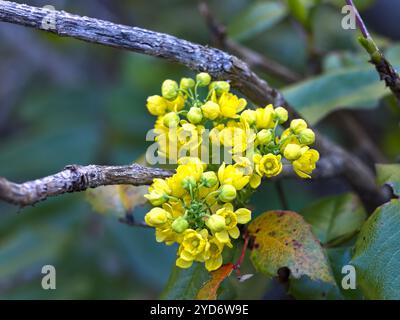 Ein Nahfoto von wilden gelben Buchweizenblüten in der Nähe von Leavenworth, Washington. Stockfoto