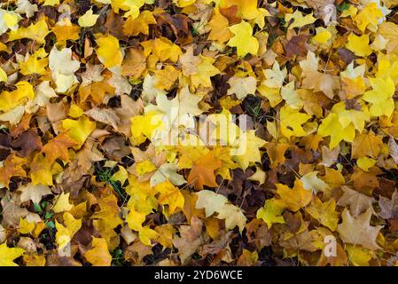 Herbsthintergrund mit verschiedenfarbigen Blättern von verschiedenen Arten von Bäumen Stockfoto