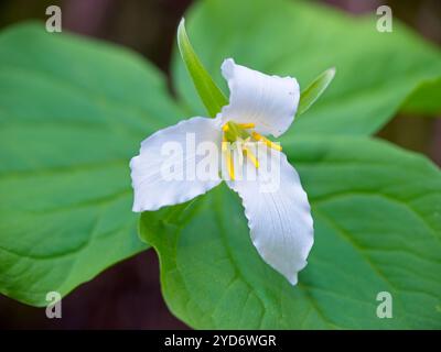 Nahaufnahme der weißen Trilliumblüte. Stockfoto