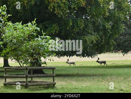 Hirsche, die im Park in houghton Hall, norfolk, herumstreifen Stockfoto