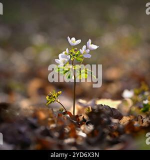 Frühling Hintergrund. Schöne kleine weiße Blumen in der Natur. Stockfoto