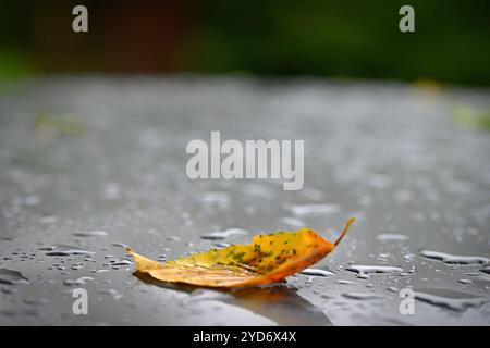 Herbsthintergrund. Schöne bunte Blätter von einem Baum. Herbstzeit in der Natur. Wassertropfen - Konzept für Regenzeit. Stockfoto