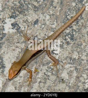 Gefleckte Wald Skink (Sphenomorphus maculatus) Stockfoto